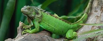 La Iguana no es  roja, es verde