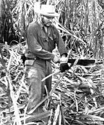 CHE CORTANDO CAÑA DE AZUKAR - EL FOTOBLOG EL KANARION