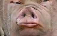 Vean la descripción más perfecta, jamás escrita, sobre ese abominable bulto de purulenta carne naranja, llamado Donald Trump...